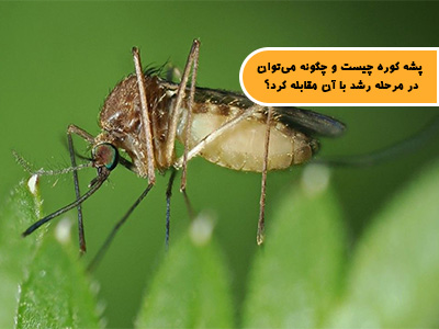 پشه کوره چیست و چگونه می‌توان با آن مقابله کرد؟