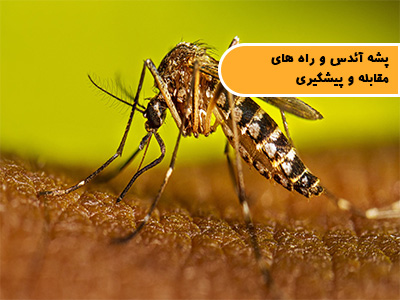 پشه آئدس و راه های مقابله و پیشگیری