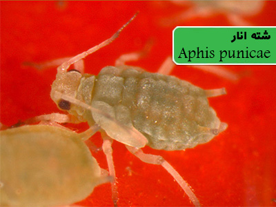 شته انار (Aphis punicae)
