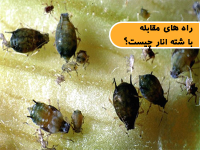 راه کارهای مقابله با شته انار چیست؟