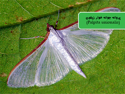 پروانه جوانه خوار زیتون (Palpita unionalis)