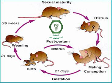 چرخه زندگی موش