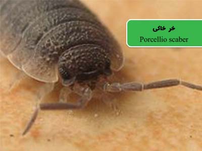 خرخاکی (Common rough woodlouse)