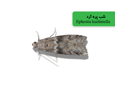 شب پره آرد (Ephestia kuehniella)