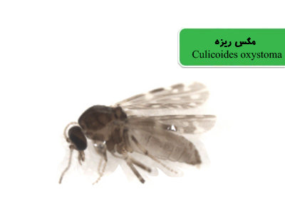 مگس گزنده (Culicoides oxystoma)