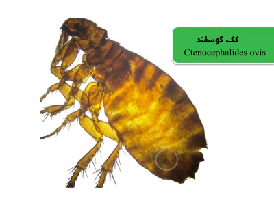 کک گوسفند (Ctenocephalides ovis)