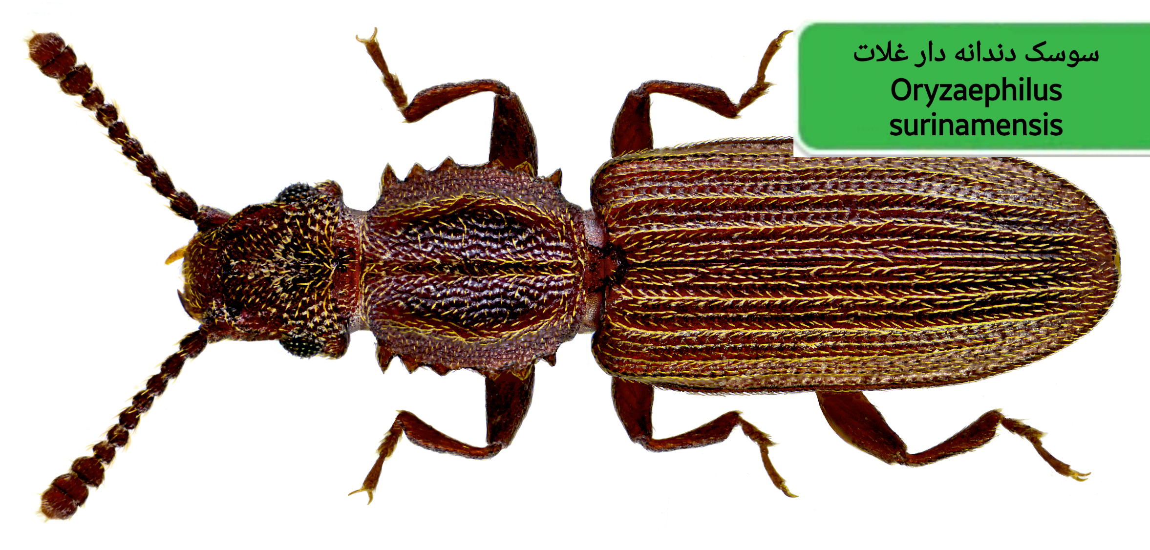 سوسک دندانهدار غلات (Oryzaephilus surinamensis)