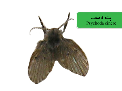 پشه فاضلاب (Psychoda cinerea)