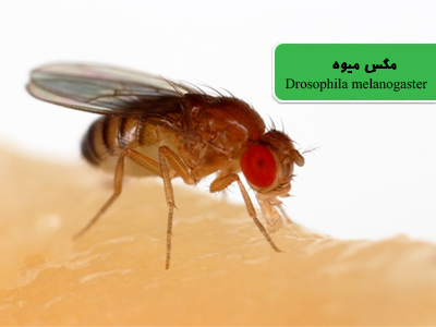 مگس میوه-مگس سرکه (Common fruit fly)