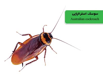 سوسری استرالیایی (Australian cockroach)