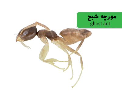 مورچه شبح (Ghost ant)