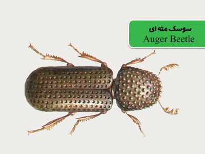 سوسک مته ای (auger beetle)