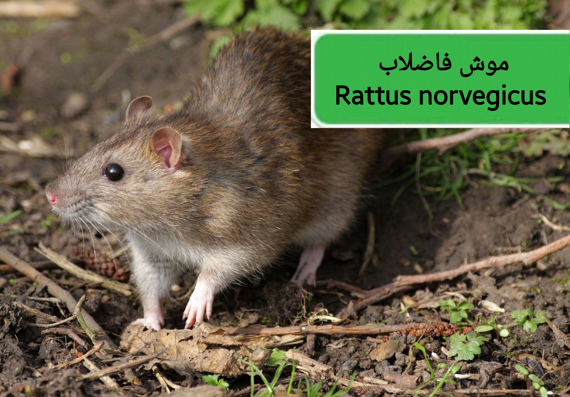 موش فاضلاب (Brown rat)