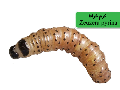 کرم خراط (Zeuzera pyrina)