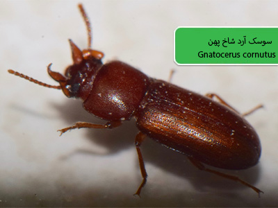 سوسک آرد شاخ پهن (Gnatocerus cornutus)