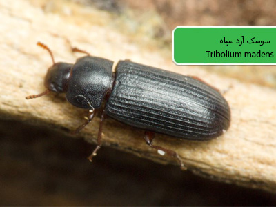 سوسک آرد سیاه (Tribolium madens)
