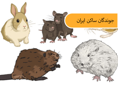 انواع جوندگان ایران