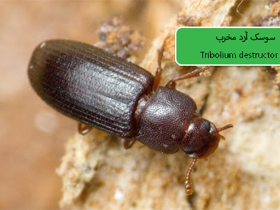 سوسک آرد مخرب (Tribolium destructor)