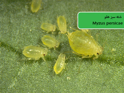 شته سبز هلو (Myzus persicae)