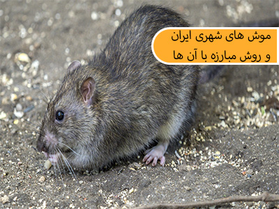 موش های شهری ایران و روش مبارزه با آن ها