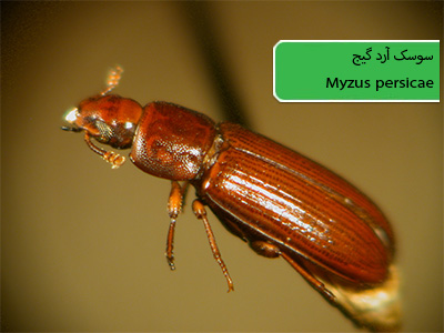 سوسک آرد گیج (Tribolium confusum)