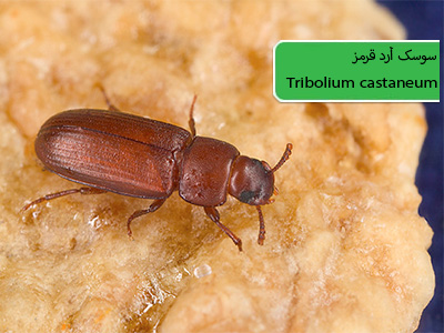 سوسک آرد قرمز (Tribolium castaneum)