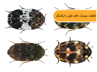 انواع سوسک فرش و تفاوت های آنها با یکدیگر