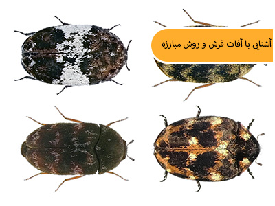 آشنایی با آفات فرش و روش مبارزه آنها