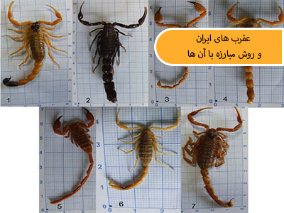 عقرب های ایران و روش مبارزه با آن ها