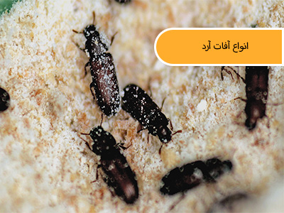 انواع سوسک های آرد