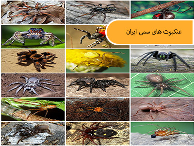 عنکبوت های سمی ایران