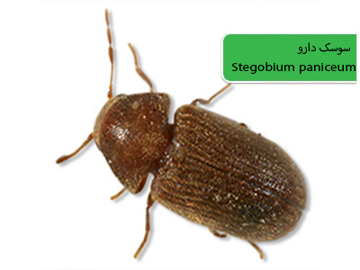 سوسک دارو (Stegobium paniceum)