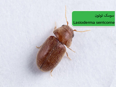 سوسک توتون (Lasioderma serricorne)