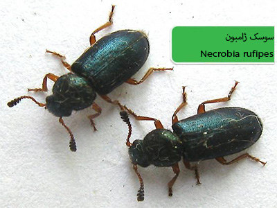 سوسک ژامبون پا قرمز (Necrobia rufipes)