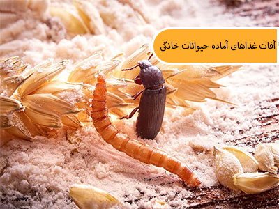آشنایی با آفات غذاهای آماده حیوانات خانگی (غذاهای خشک حیوانات)