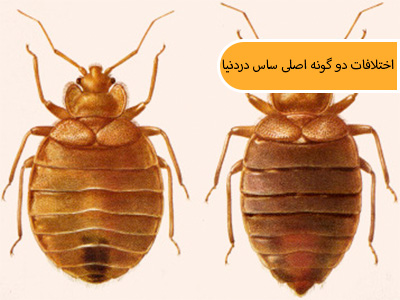 اختلافات دو گونه اصلی ساس در دنیا (ساس تختخواب و ساس گرمسیری)