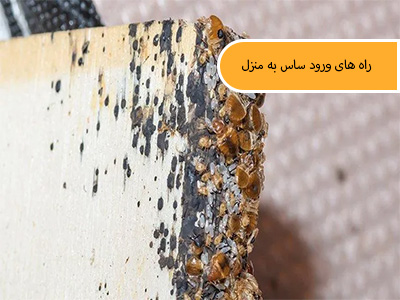 راه های ورود ساس به منزل (Ways of bed bugs entering the house)