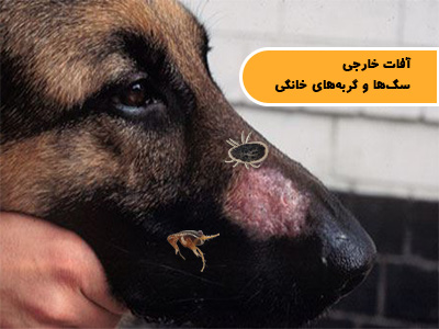 آفات خارجی (اکتوپارازیتها) سگها و گربههای خانگی