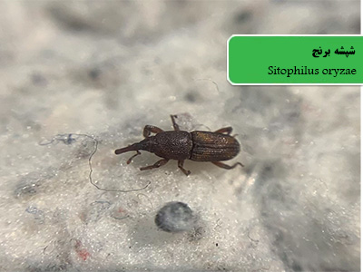 شپشه برنج (Sitophilus oryzae)