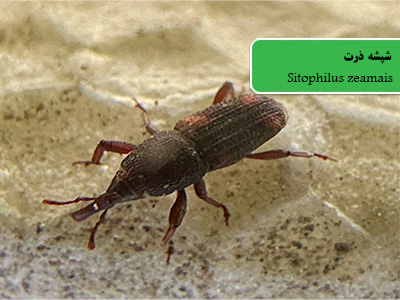 شپشه ذرت (Sitophilus zeamais)