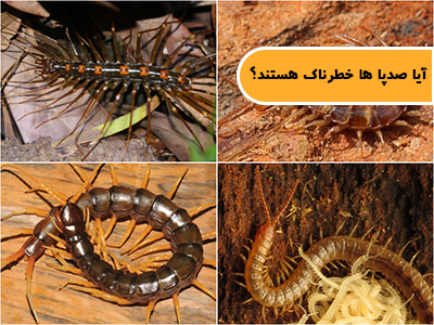آیا صدپا ها خطرناک هستند؟