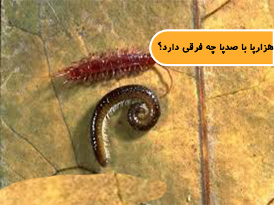 هزارپا با صدپا چه فرقی دارد؟