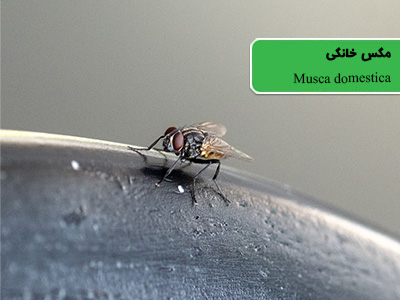 مگس خانگی (Musca domestica)