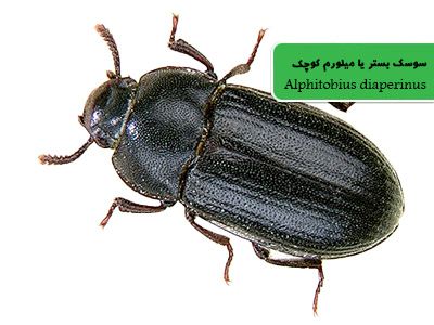 سوسک بستر یا میلورم کوچک (Alphitobius diaperinus)