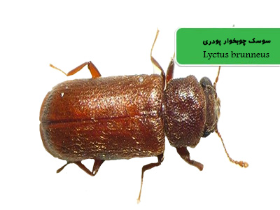 سوسک چوبخوار پودری (Lyctus brunneus)