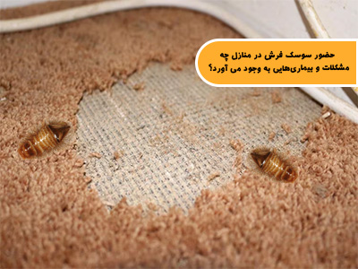 حضور سوسک فرش در منازل چه مشکلات و بیماریهایی به وجود می آورد؟
