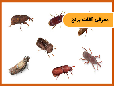 آشنایی با آفات برنج در ایران و راههای پیشگیری و کنترل آنها