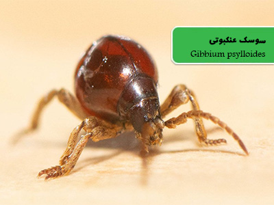 سوسک عنکبوتی (Gibbium psylloides)