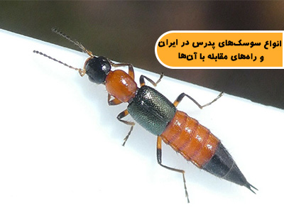 انواع سوسکهای پدروس (Paederus) در ایران و راههای مقابله با آنها