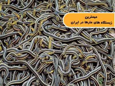 مارهای بومی استان های فارس و بوشهر